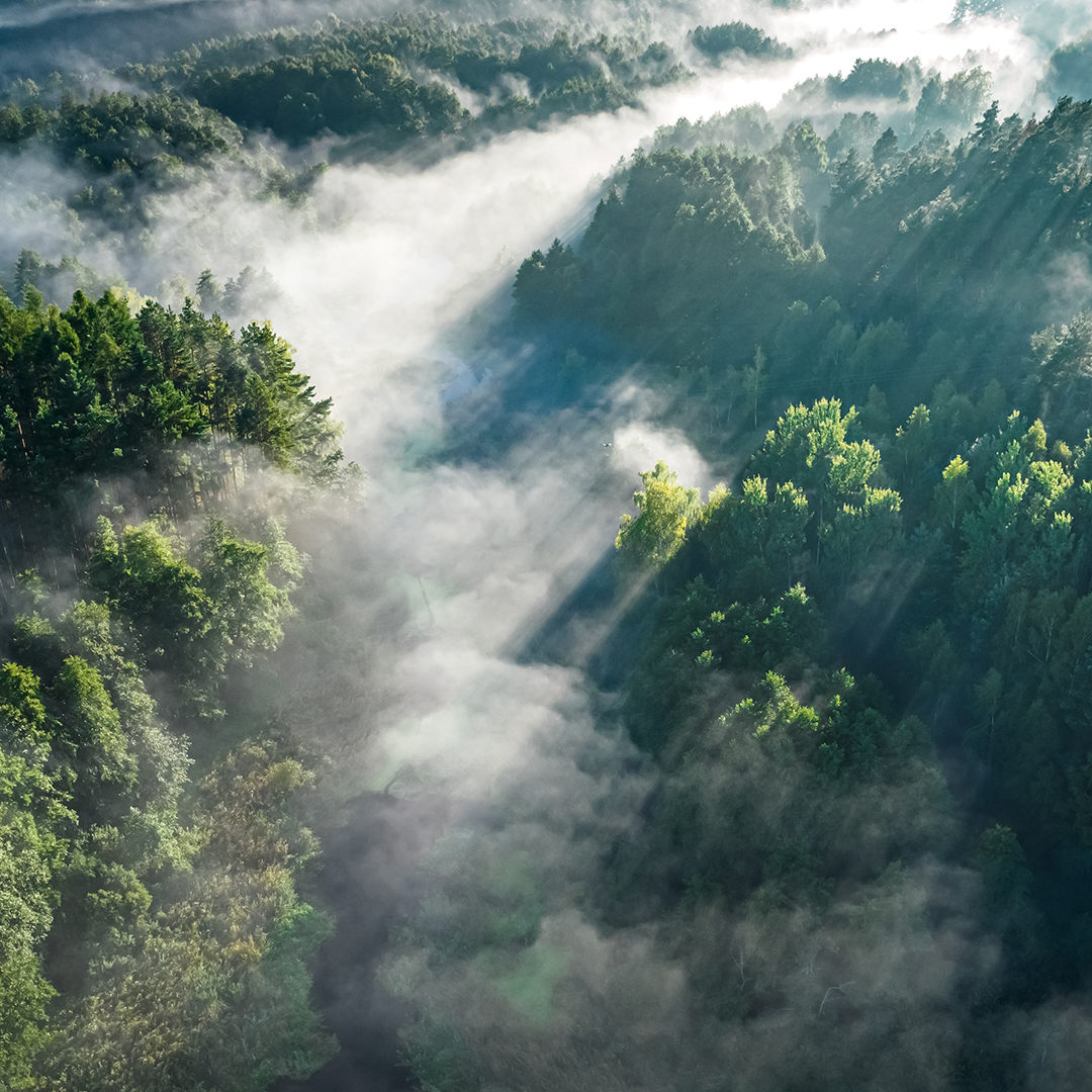 Foggy forest and valley with river at sunrise in autumn. Aerial view of wildlife in Poland.